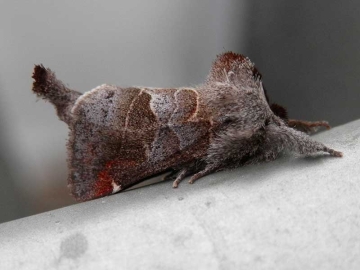 Clostera pigra 